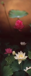 稲嶺啓一 プリント蓮