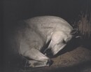 ANIMA【イラストサイン入 / Illustration Signed】