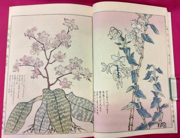 珍花図譜(山名友石画) / 古本、中古本、古書籍の通販は「日本の古本屋