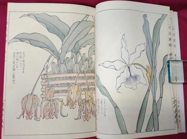 古書　2冊 珍花図譜(山名友石画) / 古本、中古本、古書籍の通販は「日本の古本屋