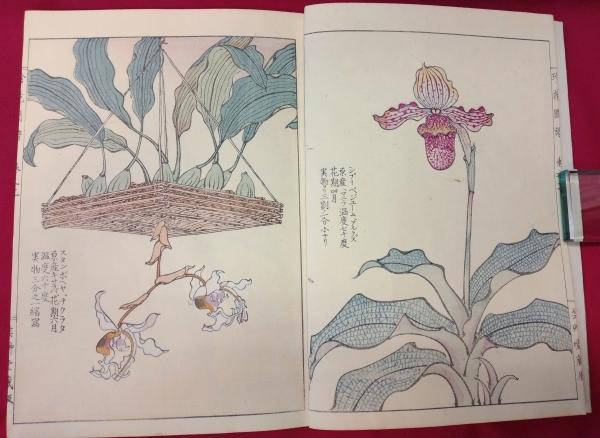珍花図譜(山名友石画) / 古本、中古本、古書籍の通販は「日本の古本屋