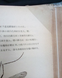 医用昆虫学（上・下）  