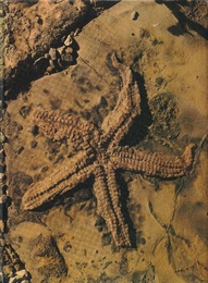 Earth and Life Through Time  