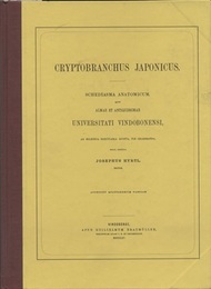 Cryptobranchus Japonicus  