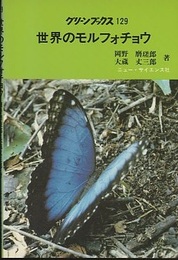 世界のモルフォチョウ  