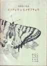 長野県の昆虫　ギフチョウとヒメギフチョウ  