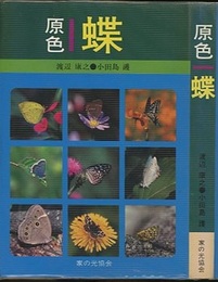 原色　蝶  