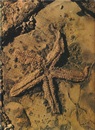 Earth and Life Through Time  