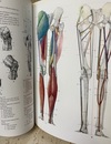 Manuale di anatomia artistica (1) Struttura uomo (伊) 美術解剖マニュアル （1）人体の構造 