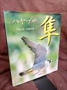 隼  