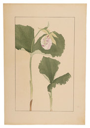 熊谷草　Japanese lady's slipper