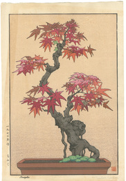 もみじ　Maple
