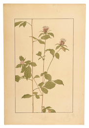 おけら　Japanese atractylodes