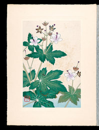 高山植物図譜　グンナイフウロ　Japanese Alpine Plants / Geranium onoei var