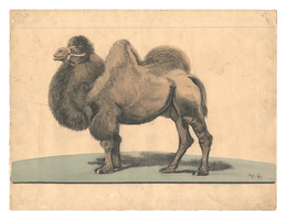 自筆画稿　駱駝（仮題）　Camel (tentative title)
