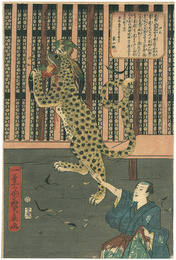 口上 虎の見世物　Show of the tiger