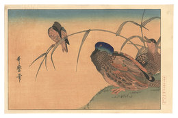 鴨 翡翠【復刻版】　Mallard Ducks and Kingfisher【Reproduction】