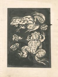 蛙　Frogs