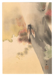 蝉（仮題）　Cicada (tentative title)