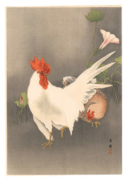 鶏（仮題）　Rooster and Hen (tentative title)