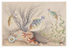 大日本魚類画集　第一輯ノ九　カワハギ　Great Japanese Fish Picture Collection / No. 9 of Volume 1: Kawahagi(File-fish)