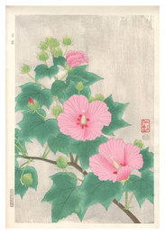 芙蓉　Cotton Rosemallow