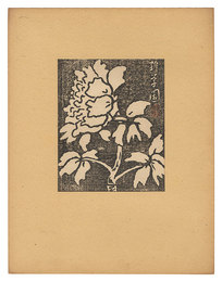 牡丹　Peony
