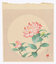 山茶花　Camellia