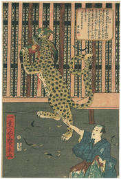 口上 虎の見世物　Show of the tiger