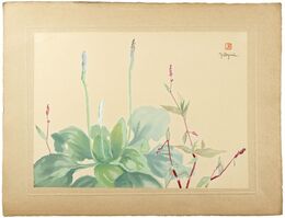 おほばこ　Chinese Plantain