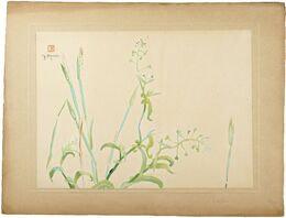 ぺんぺんぐさ　Shepherd’s Purse