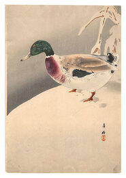 鴨（仮題）　Duck (tentative title)