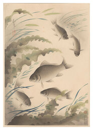 大日本魚類画集　フナ　Fish of Japan / Crucian Carp