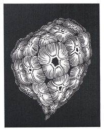 高鳴り　Wild Beat