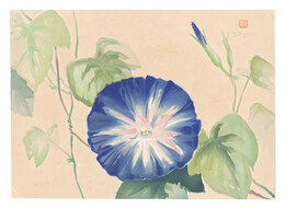 萬華画譜　あさがほ　Picture Album of Various Flowers / Morning Glory