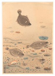 大日本魚類画集　第一輯ノ十一 カレイ　Fish of Japan / No. 11 of Volume 1: Halibut