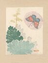 花と蝶／あやめ／牛久沼　Flower and Butterfly / Iris / Ushikunuma