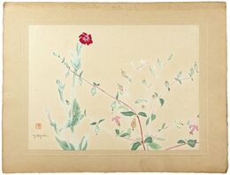 ふくろなでしこ　　Bladder Campion