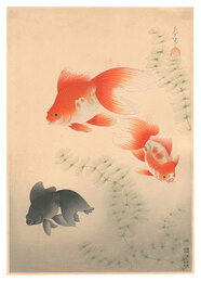 大日本魚類画集　第一輯ノ十二 金魚　Fish of Japan / No. 12 of Volume 1: Goldfish