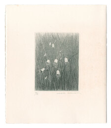 つりがねにんじん　Japanese Lady Bell