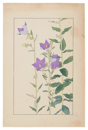 桔梗　Balloon Flower