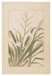 著莪　 Iris Japonica 