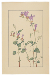 羅生門葛　Meehania urticifolia