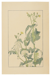 野罌粟　Sow Thistle