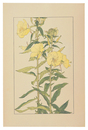 大待宵草　Evening Primrose