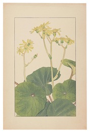 つはぶき　Leopard plant