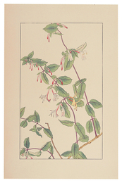 すひかづら　Honeysuckle