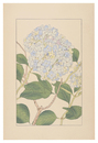 紫陽花　Hydrangea macrophylla