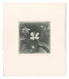 どくだみ　Fish Mint