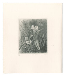 つゆくさ　Dayflower